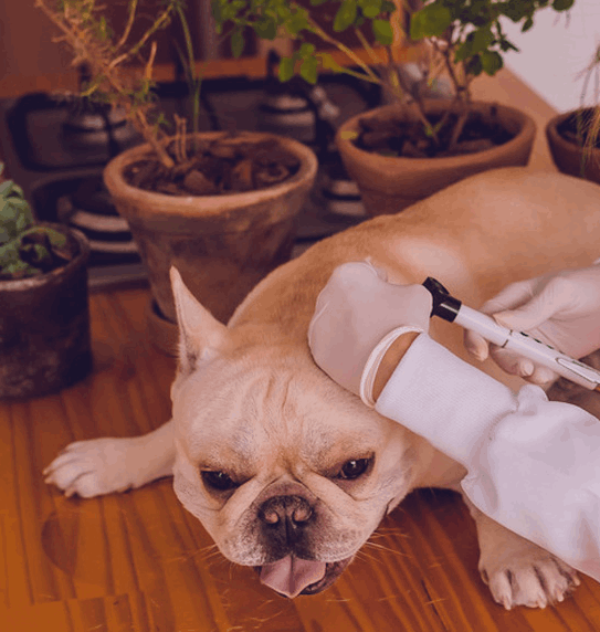 servico de atendimento domiciliar clinica veterinaria dra mariane ferrara atuando na cidade de Jarinu